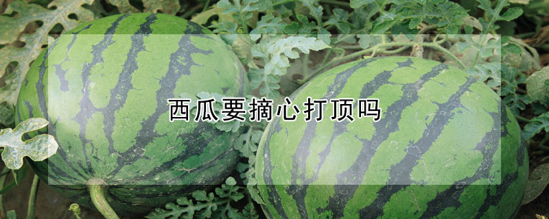 西瓜要摘心打頂嗎