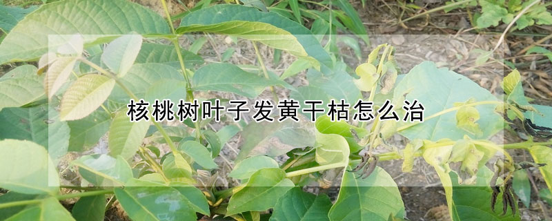 核桃樹葉子發(fā)黃干枯怎么治