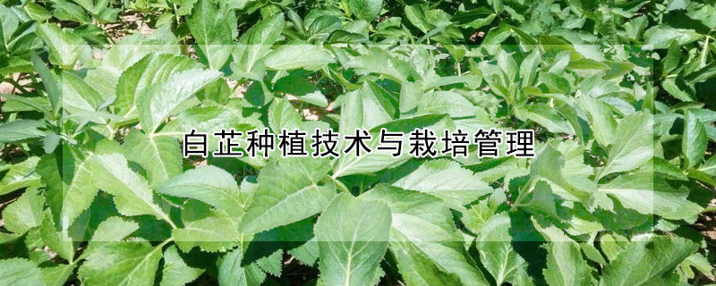 白芷種植技術(shù)與栽培管理