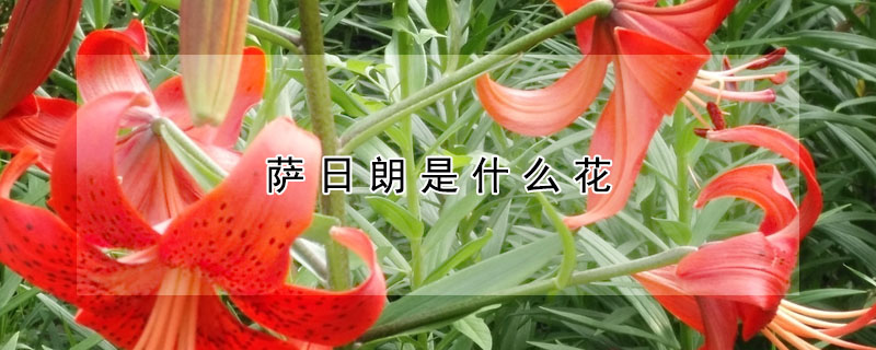 薩日朗是什么花