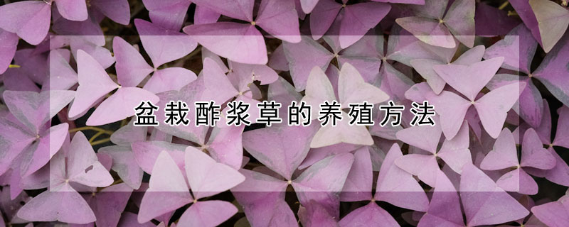 盆栽酢漿草的養(yǎng)殖方法