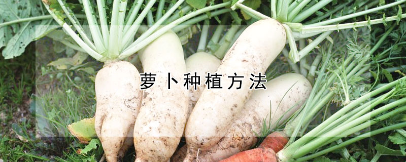 蘿卜種植方法