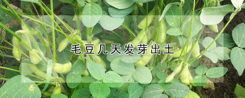 毛豆幾天發(fā)芽出土