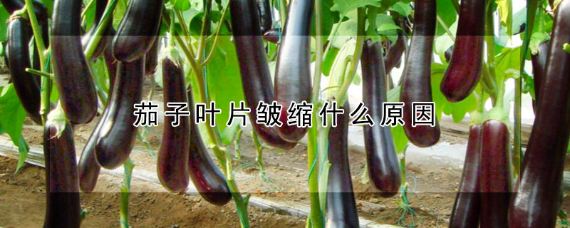 茄子葉片皺縮什么原因