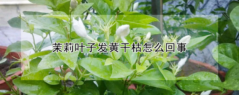 茉莉葉子發(fā)黃干枯怎么回事