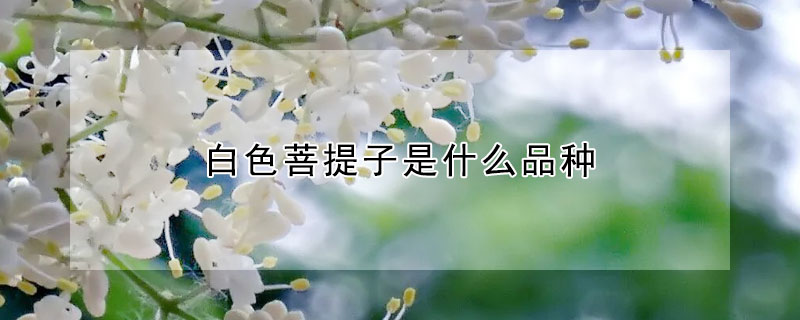 白色菩提子是什么品種