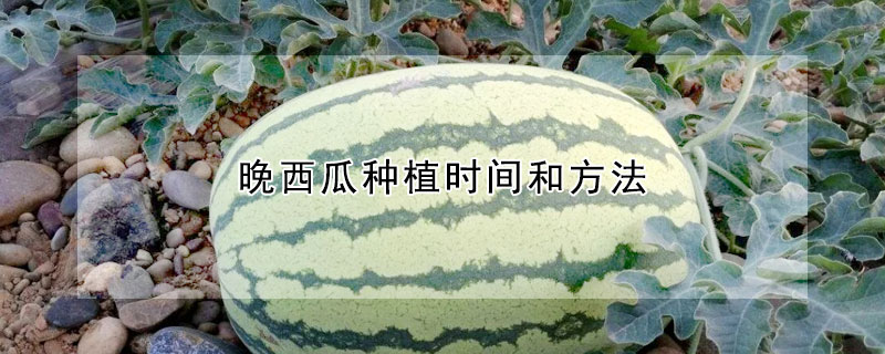 晚西瓜種植時間和方法