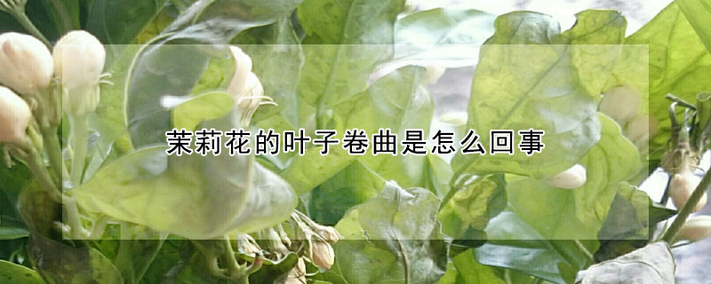 茉莉花的葉子卷曲是怎么回事