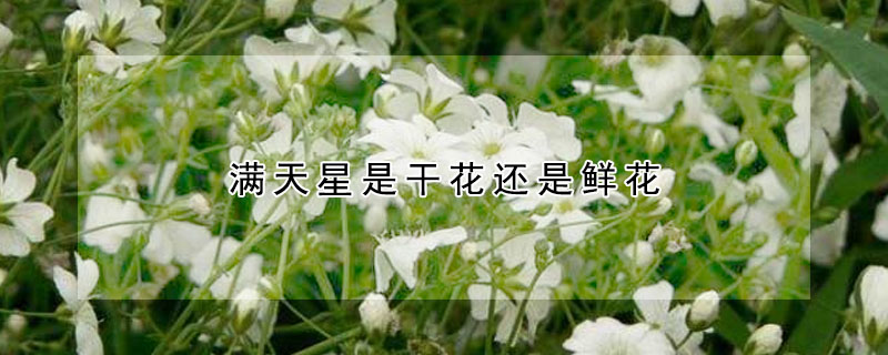 滿天星是干花還是鮮花