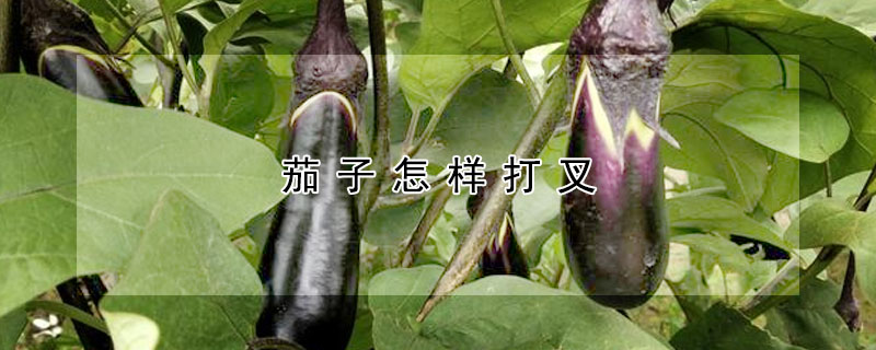 茄子怎樣打叉