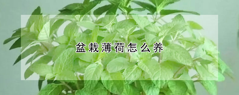 盆栽薄荷怎么養