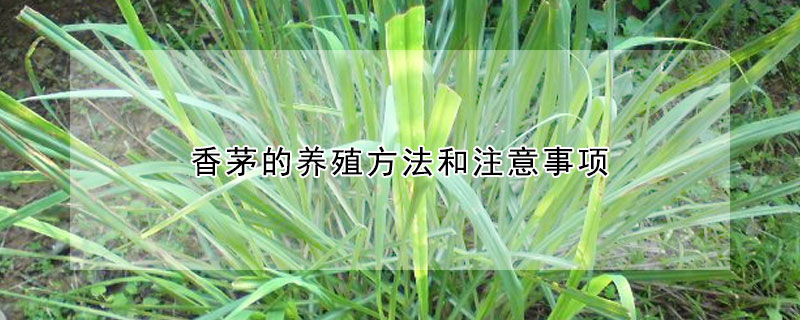 香茅的養(yǎng)殖方法和注意事項