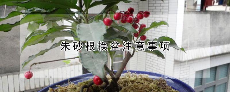 朱砂根換盆注意事項