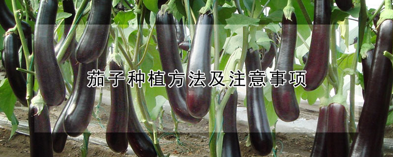 茄子種植方法及注意事項