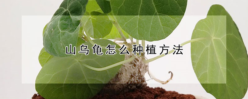 山烏龜怎么種植方法