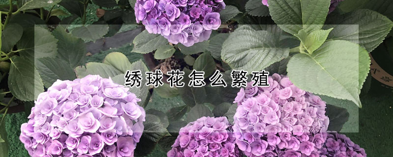 繡球花怎么繁殖