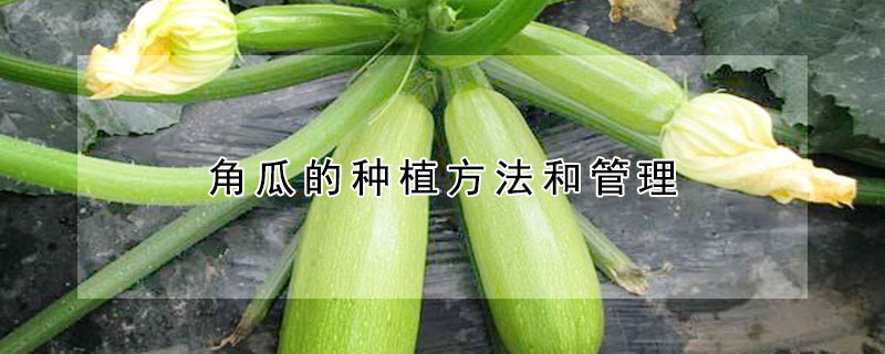 角瓜的種植方法和管理