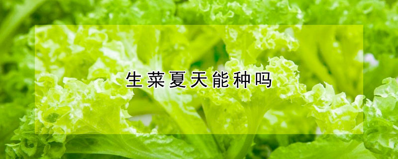 生菜夏天能種嗎