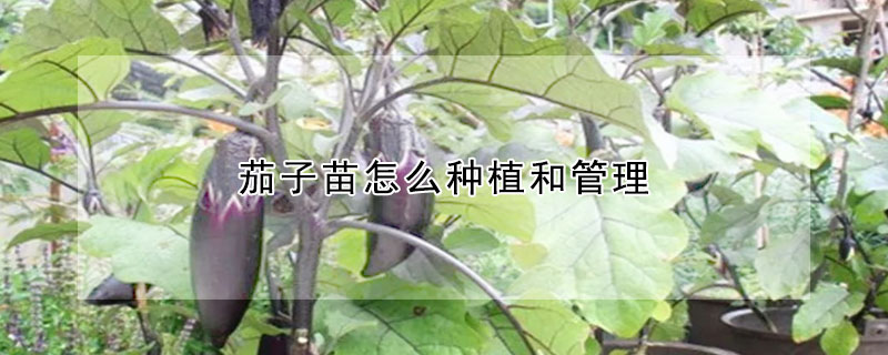 茄子苗怎么種植和管理