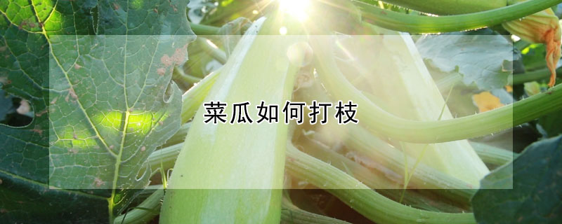 菜瓜如何打枝