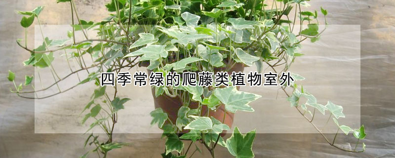 四季常綠的爬藤類植物室外