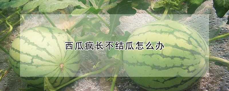 西瓜瘋長不結瓜怎么辦