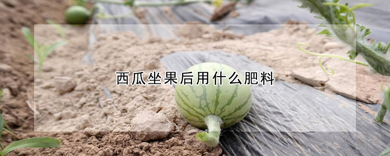 西瓜坐果后用什么肥料