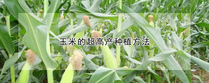 玉米的超高產種植方法