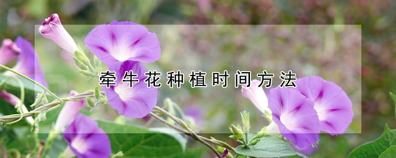 牽牛花種植時(shí)間方法