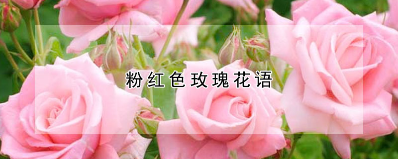 粉紅色玫瑰花語(yǔ)