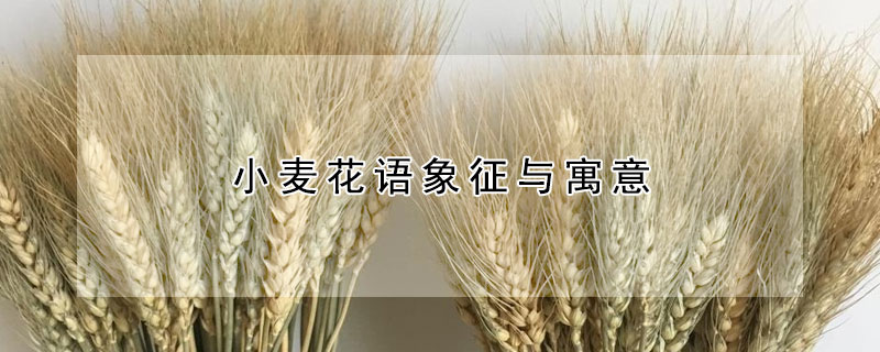 小麥花語(yǔ)象征與寓意