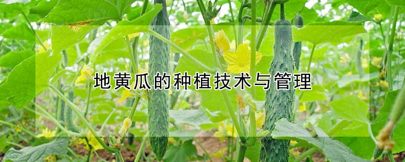 地黃瓜的種植技術(shù)與管理