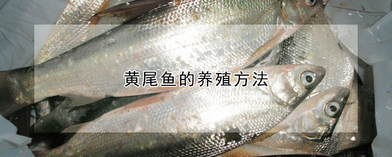 黃尾魚的養殖方法