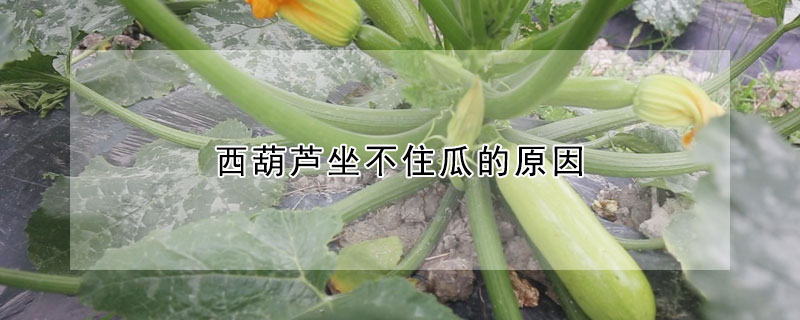 西葫蘆坐不住瓜的原因