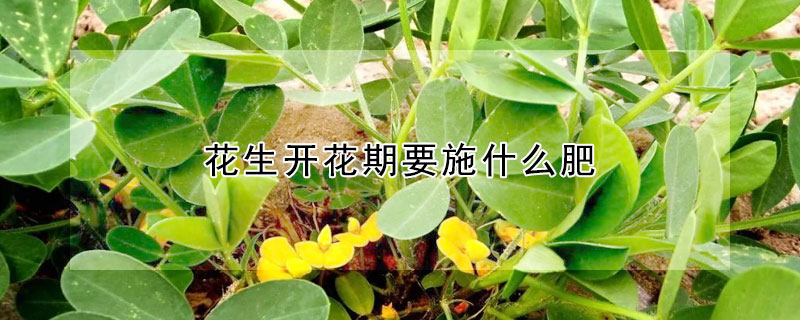 花生開花期要施什么肥