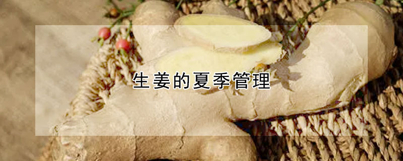 生姜的夏季管理