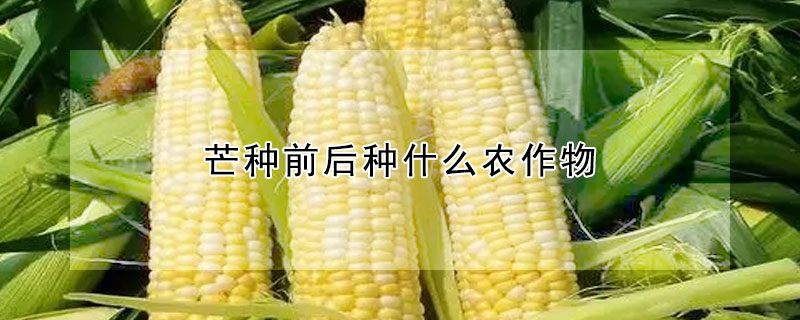 芒種前后種什么農(nóng)作物