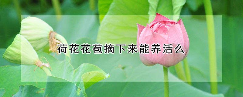 荷花花苞摘下來能養(yǎng)活么