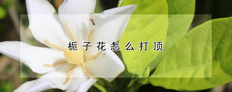 梔子花怎么打頂