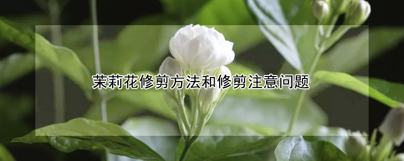 茉莉花修剪方法和修剪注意問題