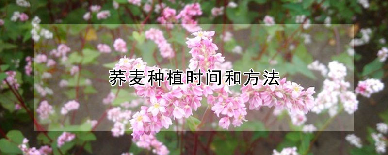 蕎麥種植時間和方法