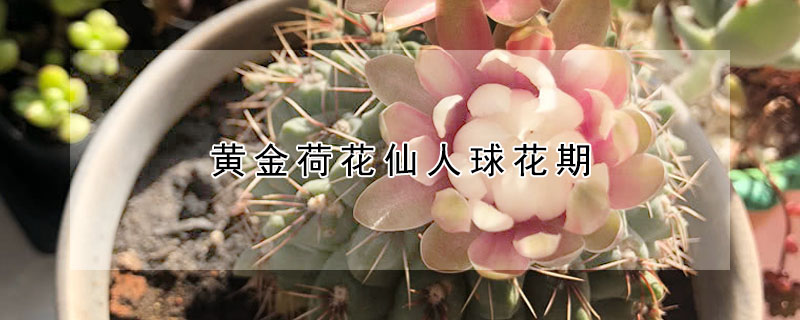 黃金荷花仙人球花期