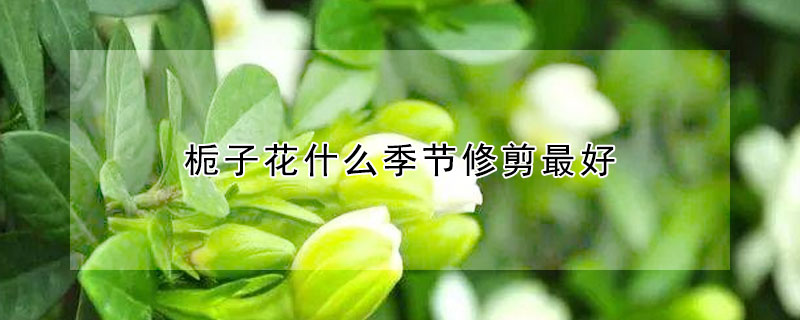 梔子花什么季節修剪最好