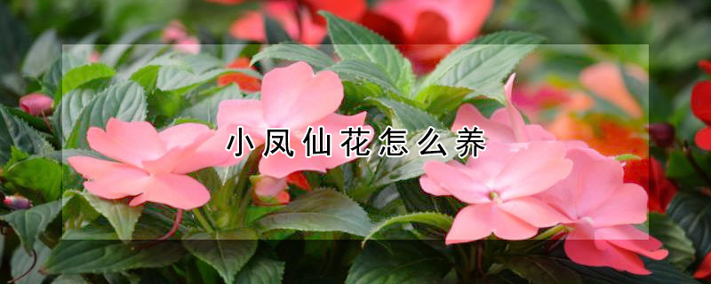 小鳳仙花怎么養