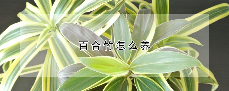 百合竹怎么養