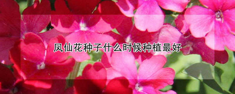 鳳仙花種子什么時(shí)候種植最好