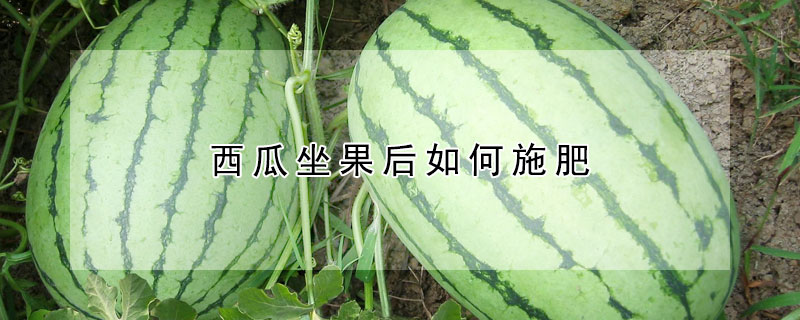 西瓜坐果后如何施肥