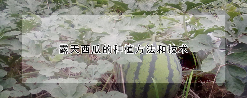 露天西瓜的種植方法和技術