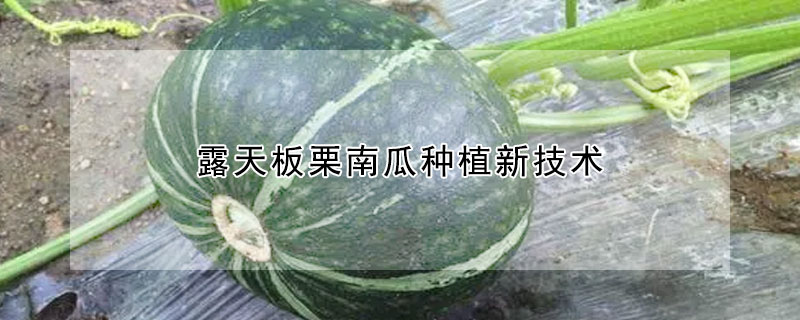 露天板栗南瓜種植新技術(shù)