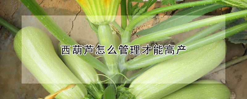 西葫蘆怎么管理才能高產